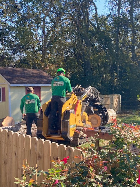 Bush Trimming
